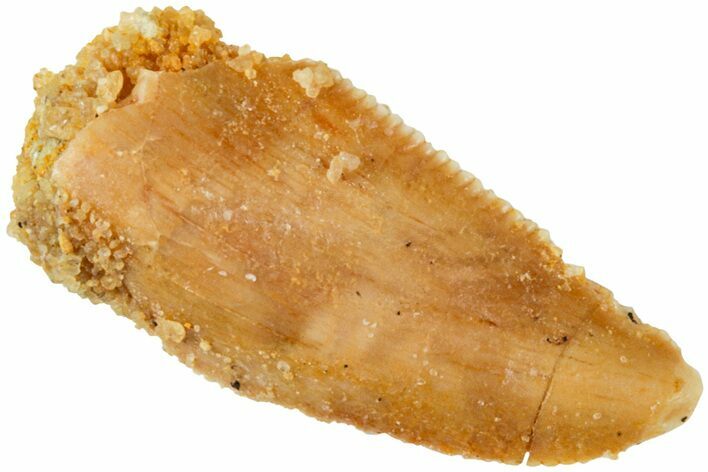 Serrated, Raptor Tooth - Real Dinosaur Tooth #238648